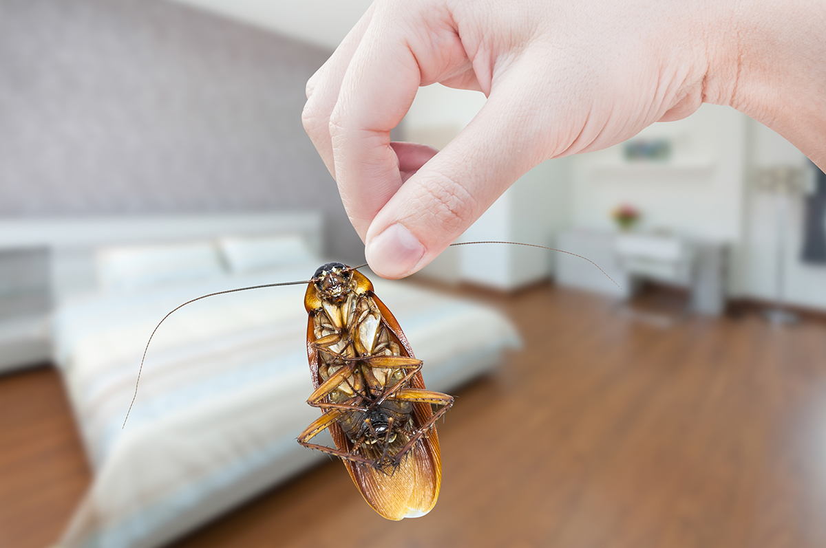 BioHomeCares - How to remove cockroaches from your home