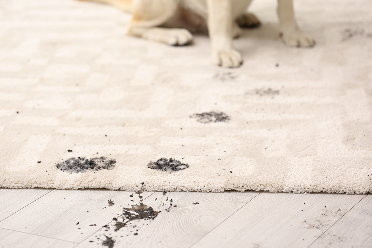 How To Keep Your Floors Clean With Dogs